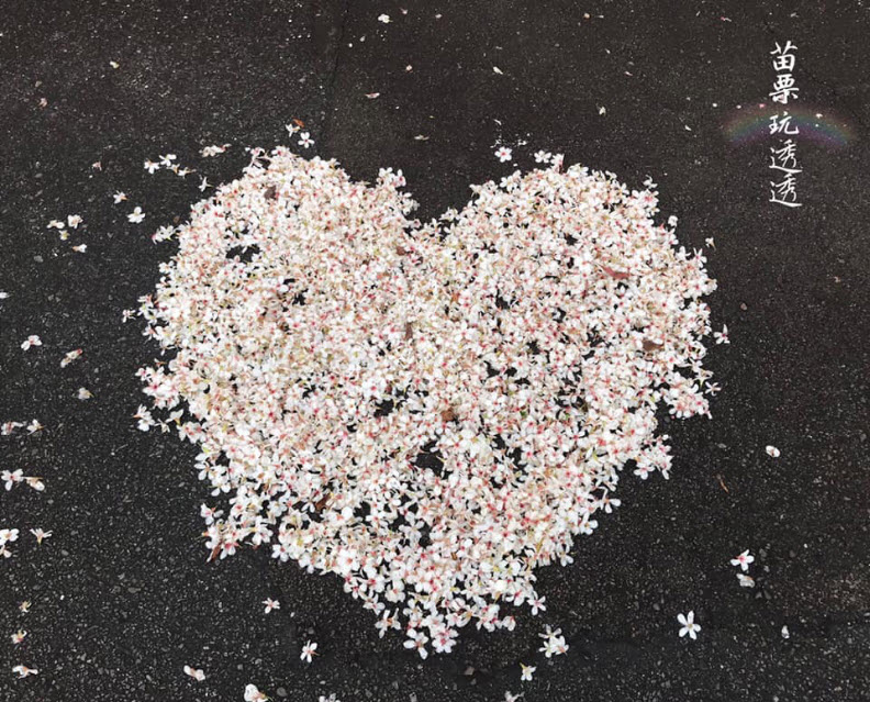 桐花 桐花
